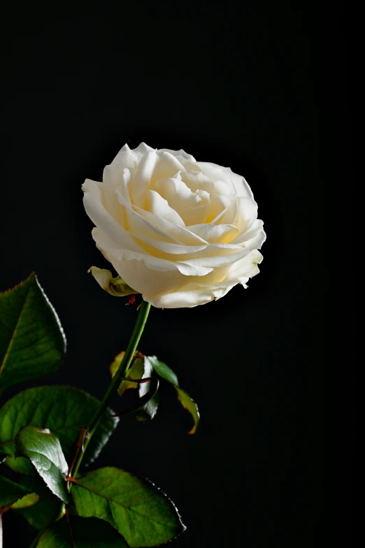a single white rose in a vase against a black background, slide show