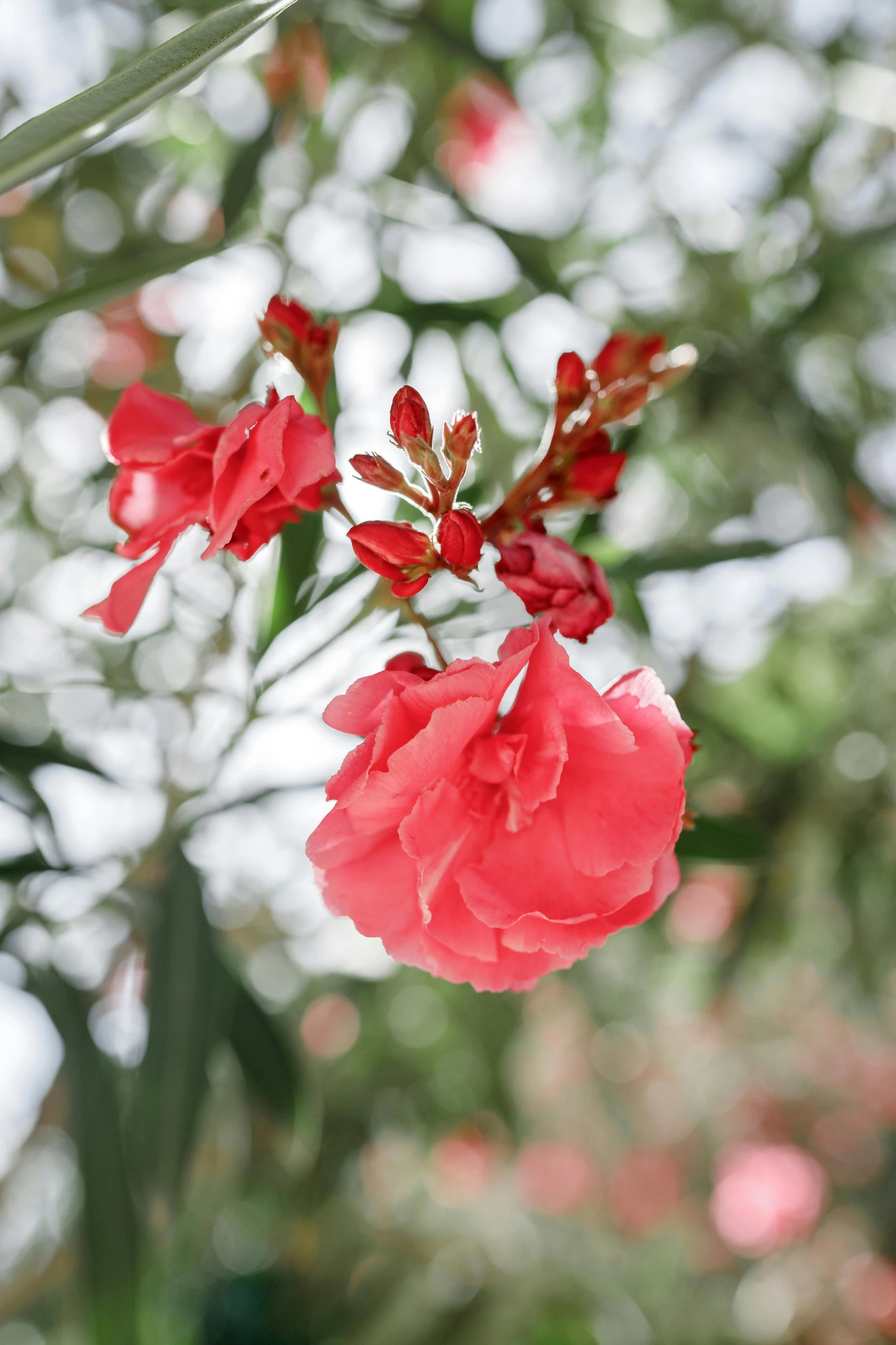 a close up of a flower on a tree, inspired by Annabel Kidston, unsplash, renaissance, coral red, colourful roses and gladioli, lightweight, hanging