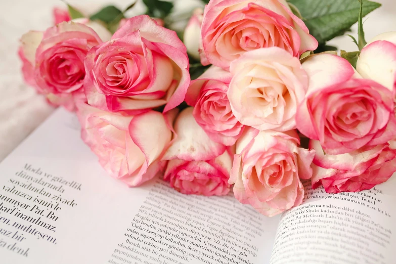 a bouquet of pink roses sitting on top of an open book, up-close, zoomed in, displayed, blushing