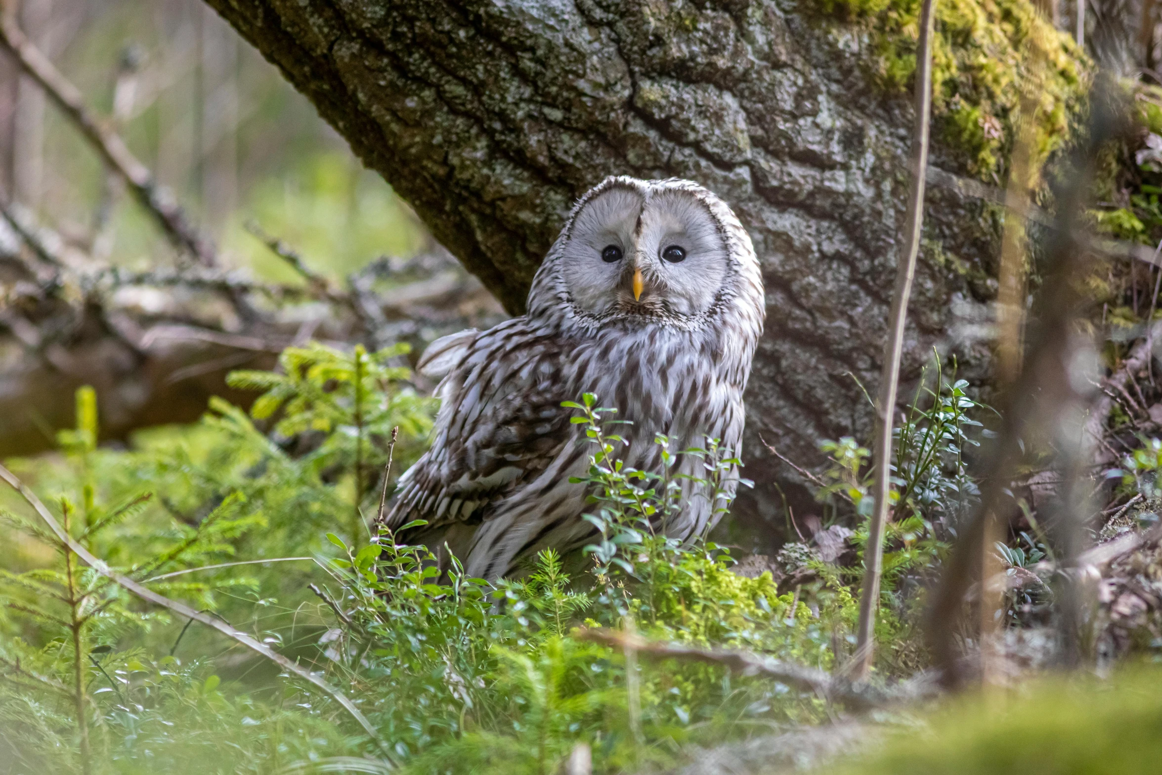 an owl that is sitting in the grass, by Jesper Knudsen, pexels contest winner, hurufiyya, bright nordic forest, silver haired, in a tree, maus in forest