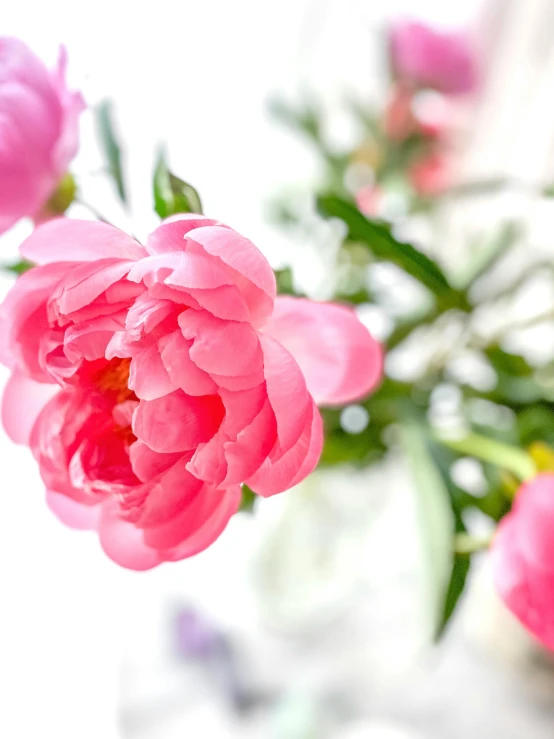 a vase filled with pink flowers on top of a table, up-close, detailed product shot, zoomed in, peony