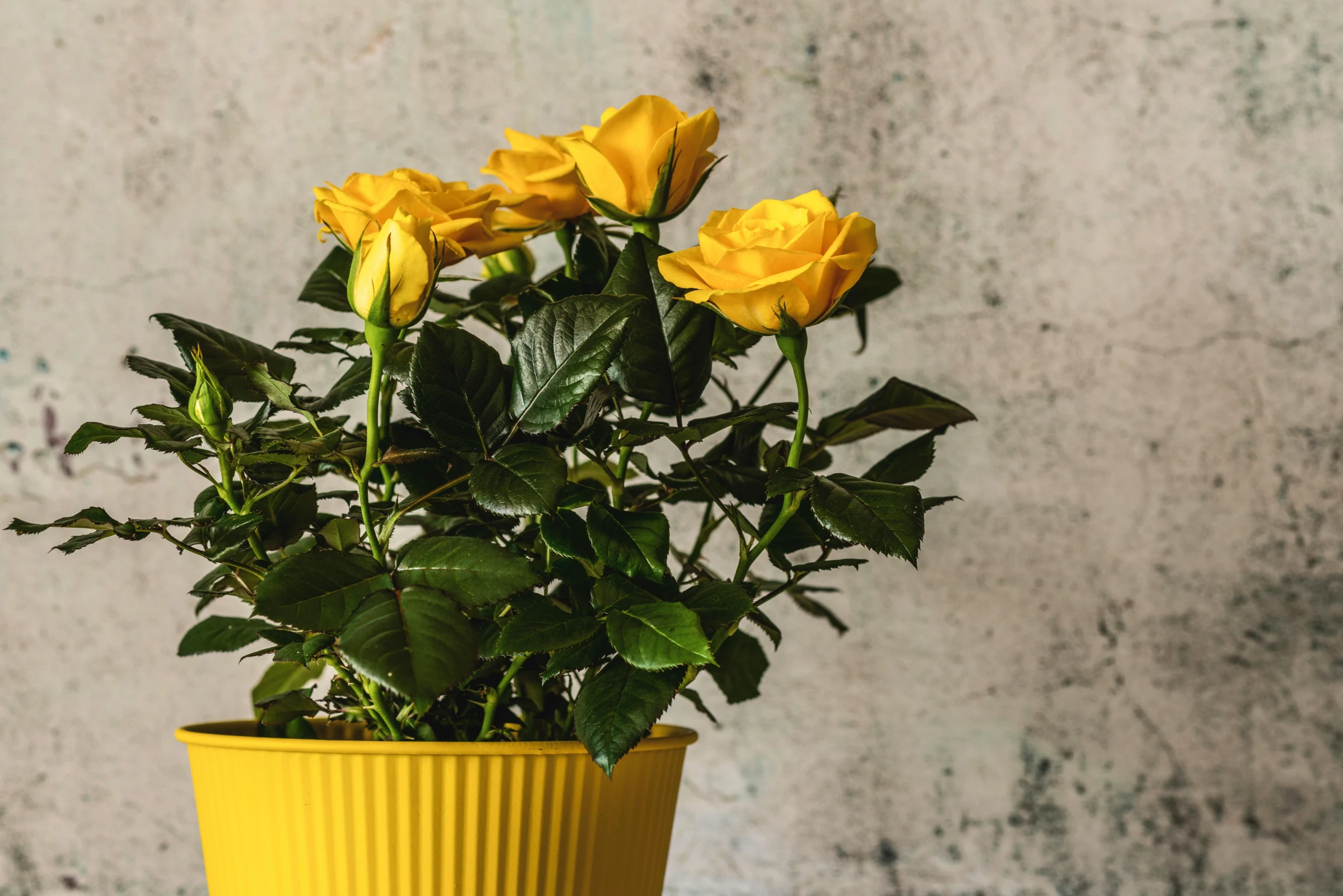a yellow vase filled with yellow roses on a table, inspired by Géza Dósa, trending on unsplash, unique pot made for houseplants, closeup - view, middle close up composition, aged 2 5