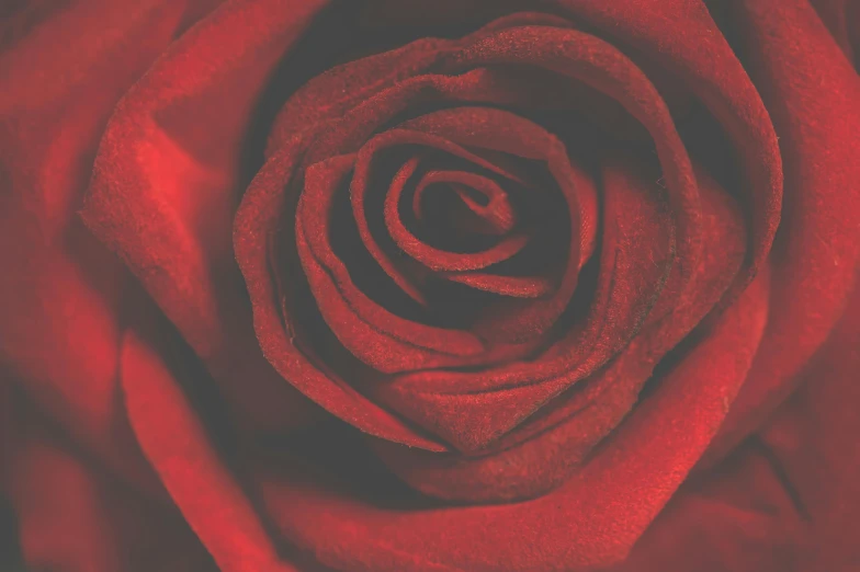 a close up of a red rose flower, an album cover, red haze, 5 feet away, rectangle, single color