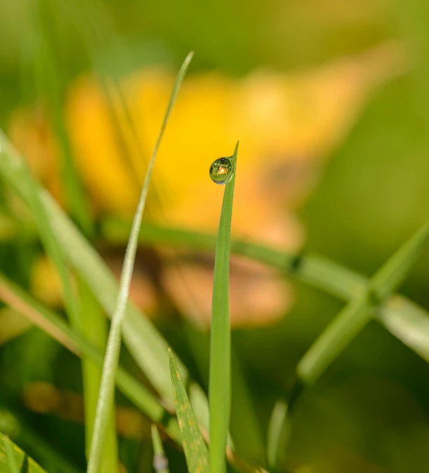 a drop of water sitting on top of a blade of grass, by Sebastian Spreng, hurufiyya, today\'s featured photograph 4k, autum, yellow and greens, small details