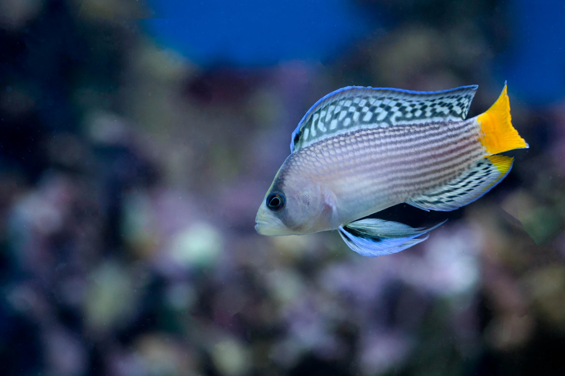 a close up of a fish in an aquarium, a photo, by Gwen Barnard, pexels contest winner, nitid and detailed background, blue, looking confident, rectangle