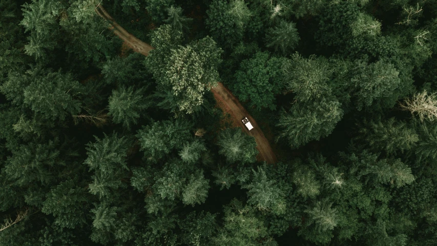 a car driving through a lush green forest, by Adam Marczyński, unsplash contest winner, hurufiyya, helicopter view, forest picnic, american astronaut in the forest, alessio albi