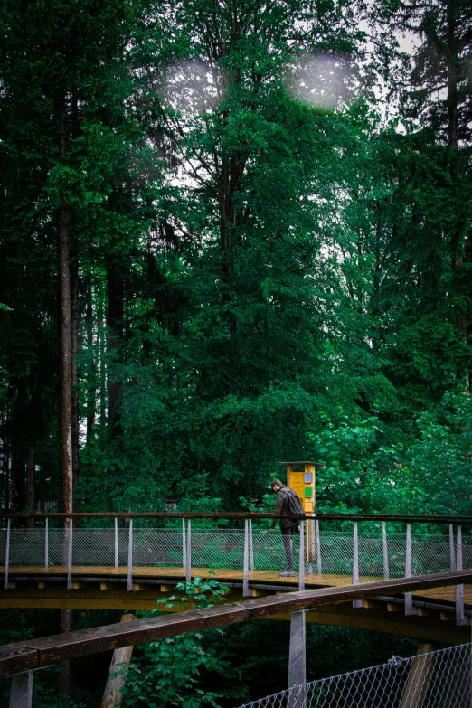 a person standing on a bridge in the middle of a forest, at a park, cinematic shot ar 9:16 -n 6 -g, fromme seele, yellow and greens