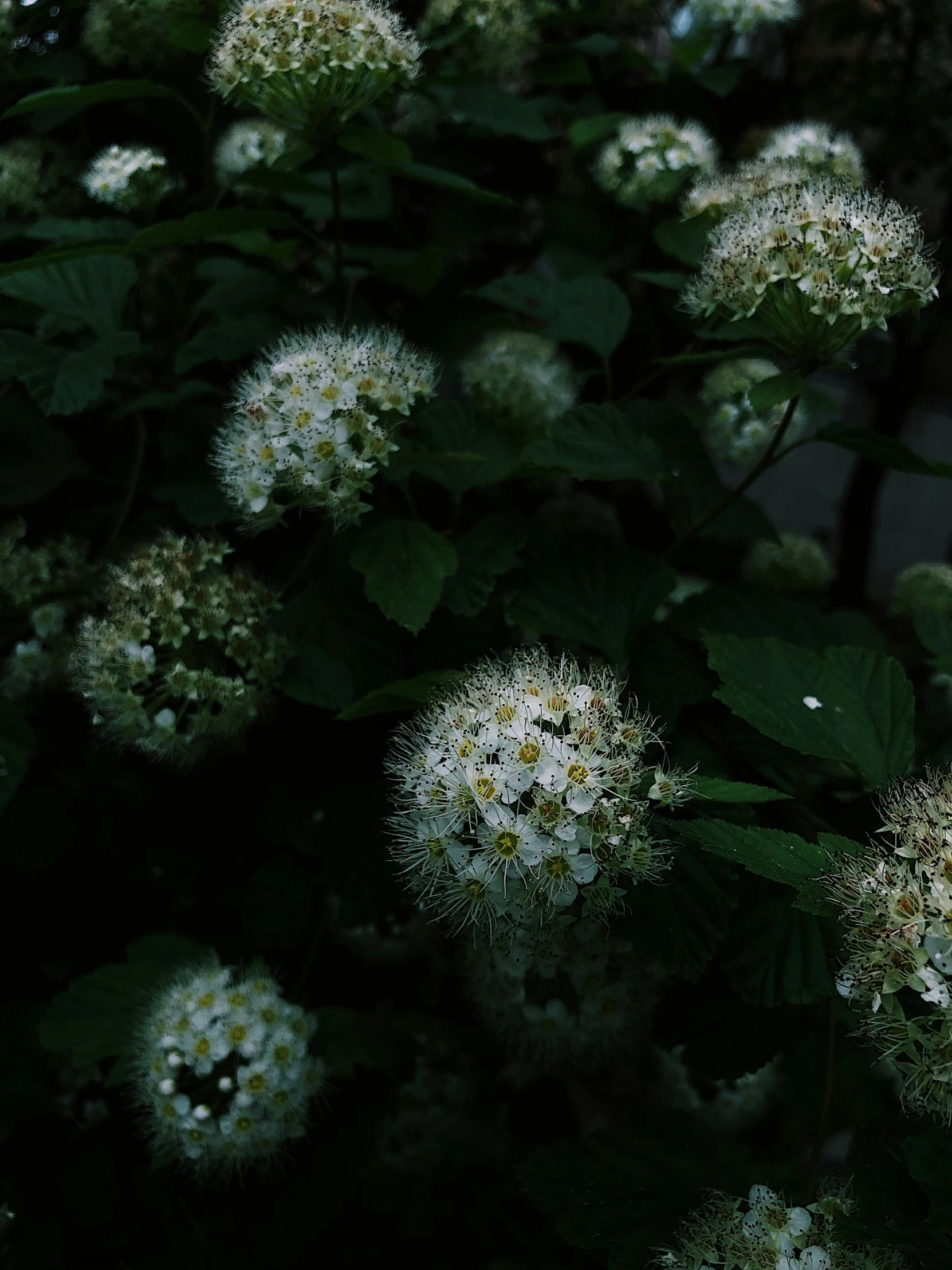 a bush of white flowers with green leaves, inspired by Elsa Bleda, unsplash, at evening during rain, ☁🌪🌙👩🏾, dark and moody aesthetic, humanoids overgrown with flowers