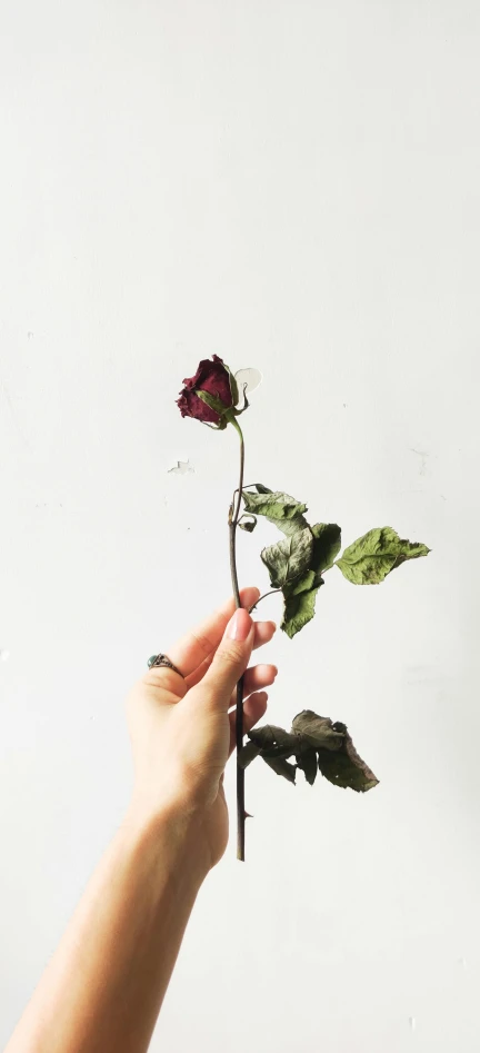 a person holding a flower in their hand, a photo, by Rebecca Horn, trending on unsplash, romanticism, dried blood, natural point rose', porcelain skin ”, 15081959 21121991 01012000 4k