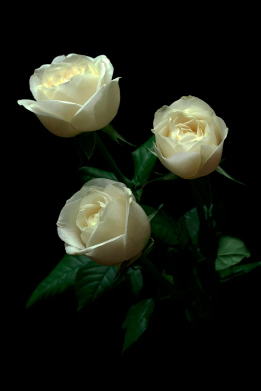 three white roses on a black background, a digital rendering, flickr, taken in the 2000s, paul barson, creamy, photo - realistic )