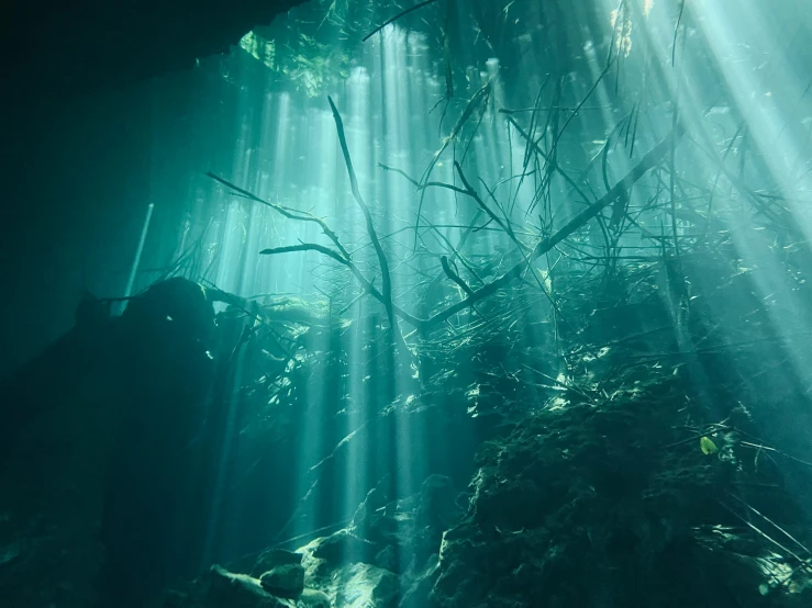 the sun shines through the trees into the water, by Elsa Bleda, happening, undersea temple, promo image, mexico, underwater photograph