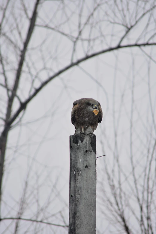 a bird that is sitting on top of a pole, by Attila Meszlenyi, hawk, pouting, minn, sentinel