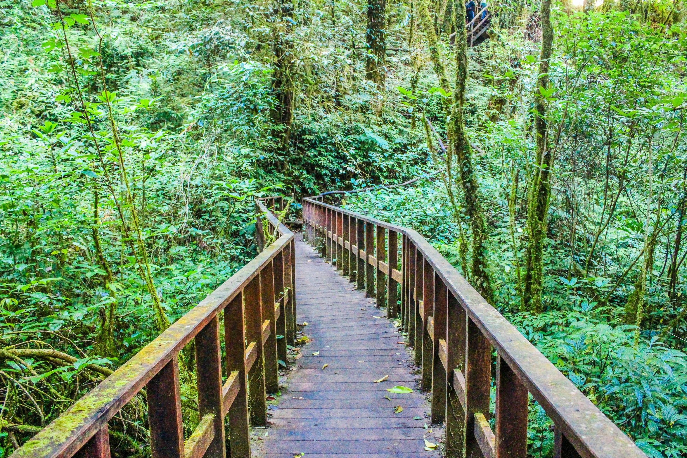 a wooden walkway through a lush green forest, by Jessie Algie, pexels, large staircase, brown, mechabot, thumbnail