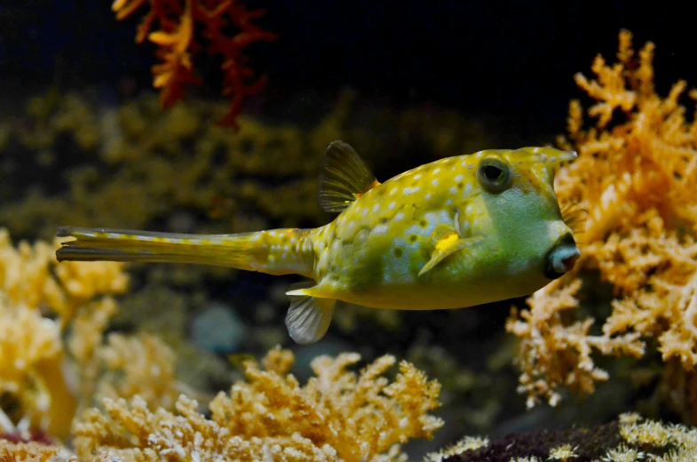 a close up of a fish in an aquarium, by Hans Werner Schmidt, pexels contest winner, mingei, spongebob, avatar image, side profile shot, various posed