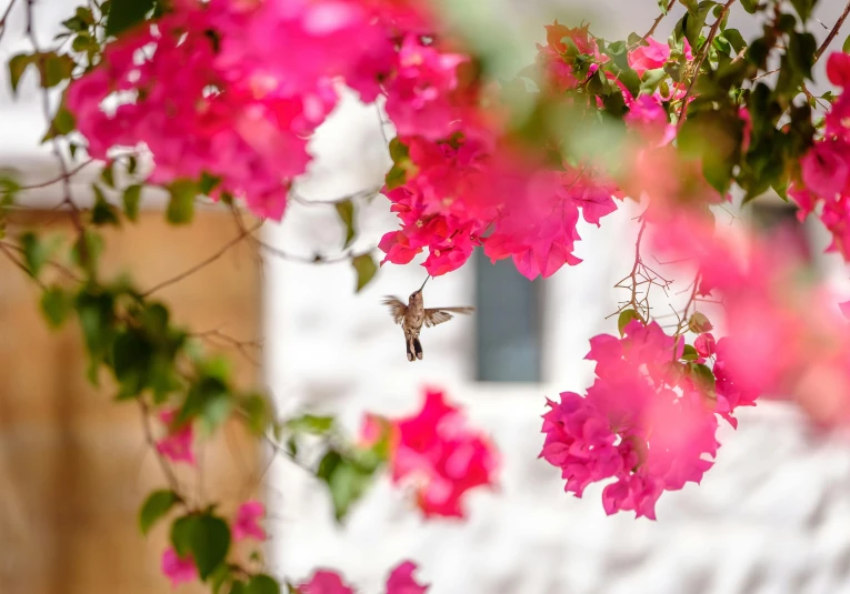 a hummingbird flying in front of pink flowers, pexels contest winner, arabesque, bougainvillea, at home, greece, outdoor photo