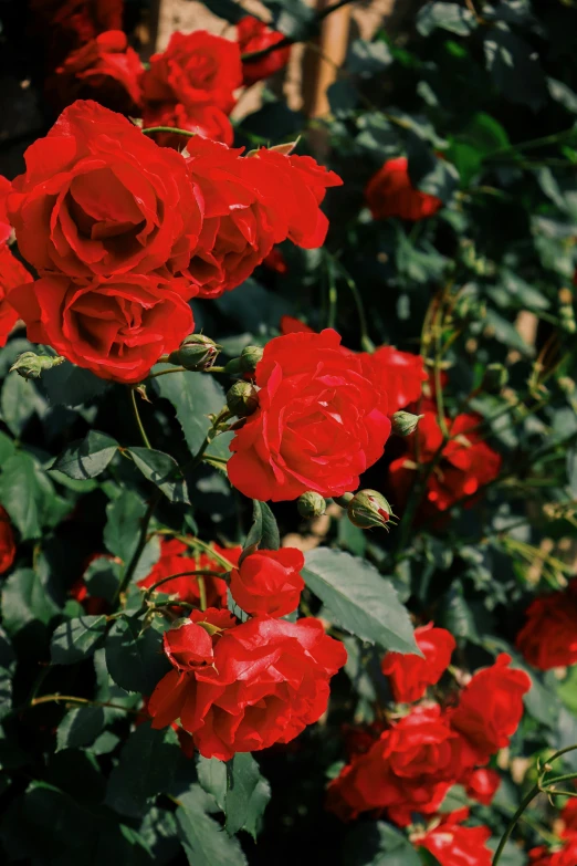 a bush of red roses with green leaves, a digital rendering, unsplash, parks and gardens, slide show, film shot