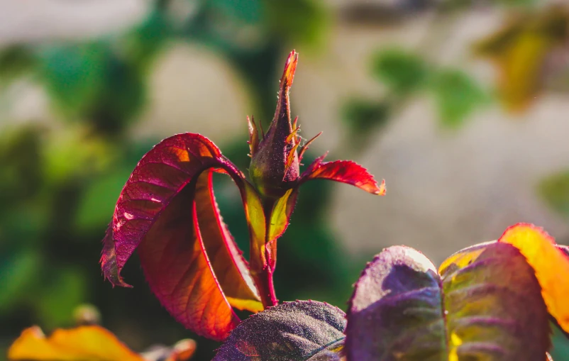 a close up of a plant with red leaves, unsplash, renaissance, rose twining, multicoloured, looking towards camera, buds