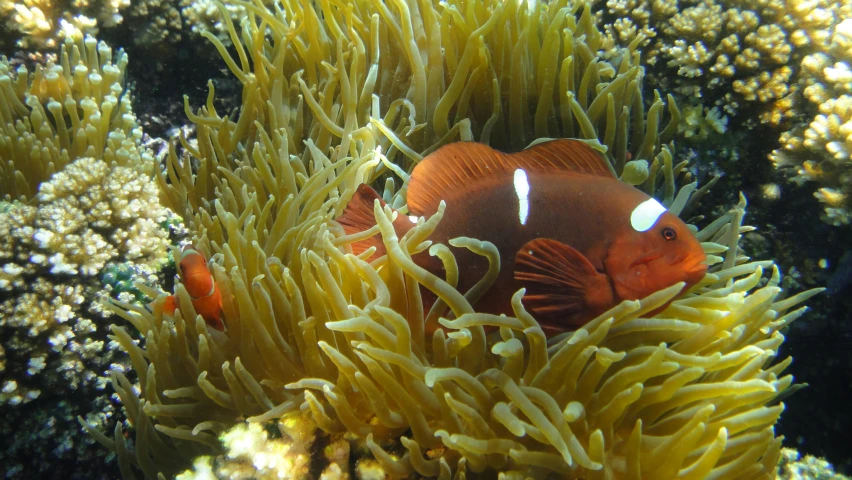 a clown fish hiding in a sea anemone, manly, slide show, lush surroundings, comfortable