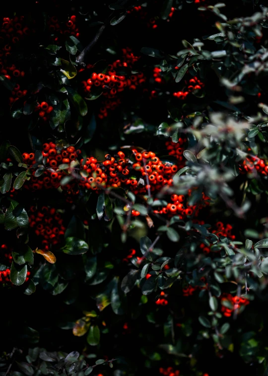 a red fire hydrant sitting on top of a lush green tree, inspired by Elsa Bleda, trending on unsplash, “berries, against a deep black background, full frame image, abstract nature