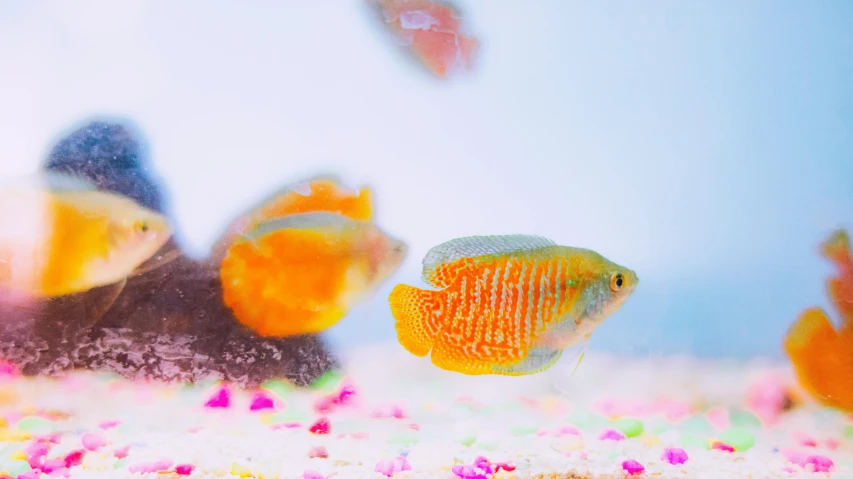 a group of fish swimming in an aquarium, an album cover, by Alexander Fedosav, shutterstock contest winner, synchromism, turquoise and orange, adult pair of twins, mies van der rohe, orange yellow ethereal