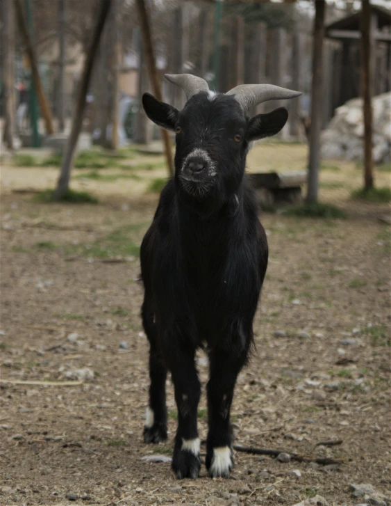 a black goat standing on top of a dirt field