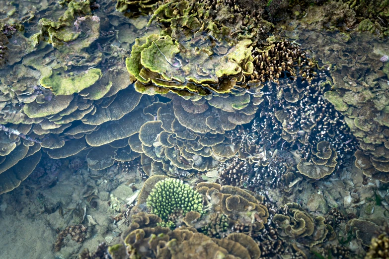 a bunch of corals that are in the water, by Carey Morris, pexels, precisionism, full of greenish liquid, panels, shot on leica sl2, abalone