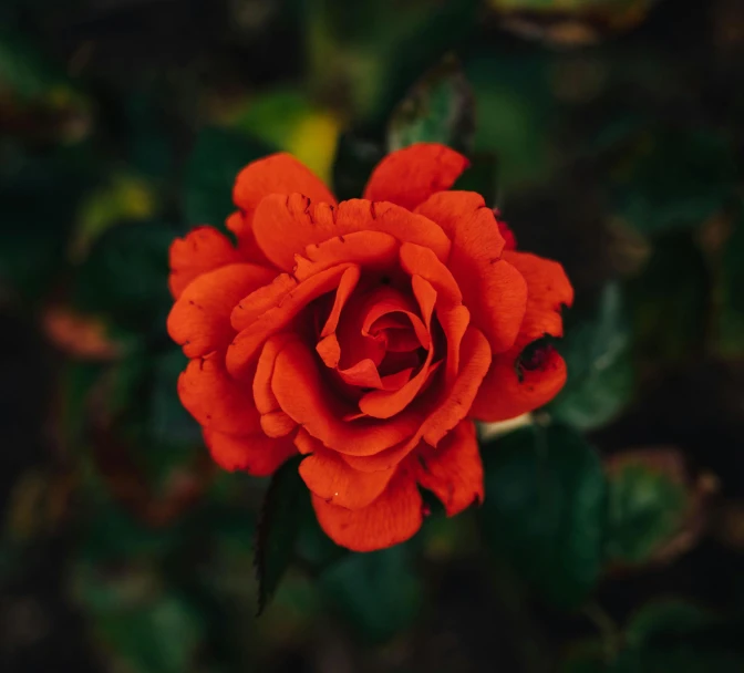 a red rose with green leaves in the background, inspired by Elsa Bleda, pexels contest winner, dark orange, instagram picture, a high angle shot, full bloom