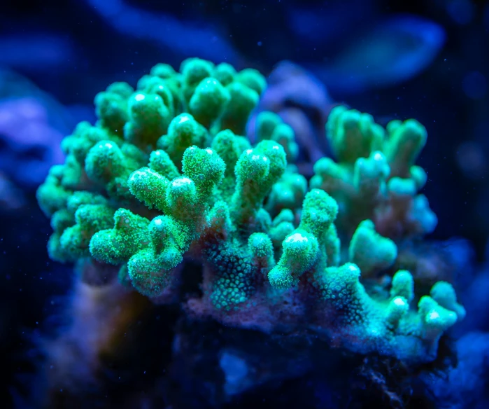 a close up of a green coral in an aquarium, unsplash, neon lighting medium full shot, coral red, sandy green, gardening