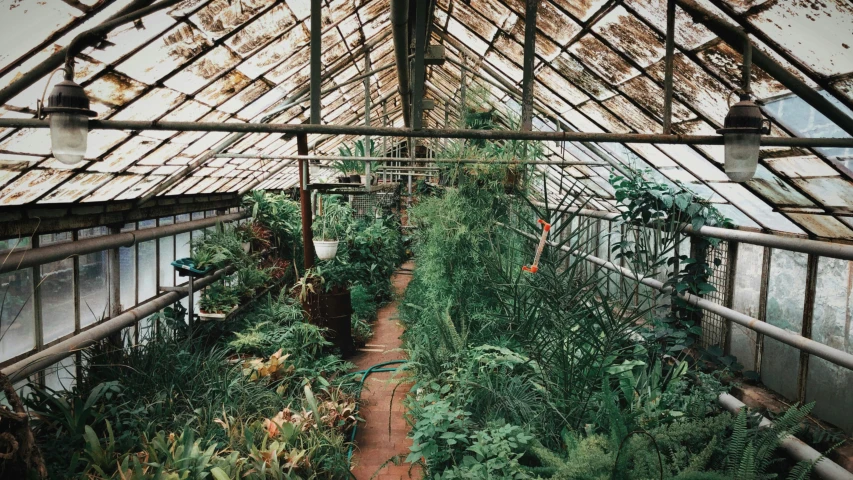 a greenhouse with lots of plants growing inside of it, a photo, inspired by Thomas Struth, photo taken on fujifilm superia, rachel birkett, longhouse, birdseye view