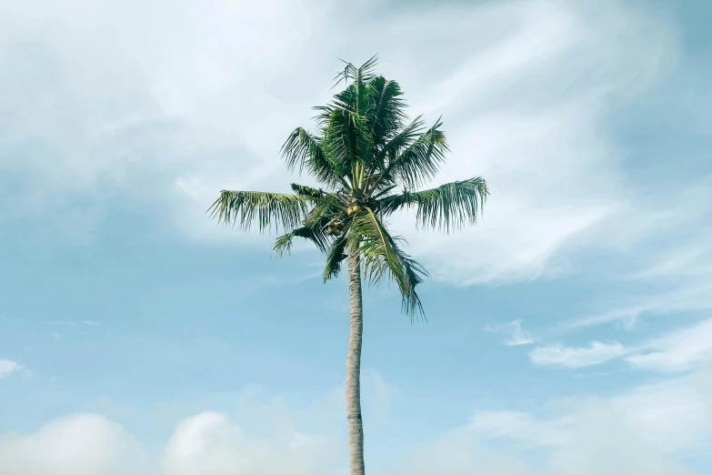 a tall palm tree sitting on top of a lush green field, pexels contest winner, hurufiyya, beach aesthetic, coconuts, medium format, a single