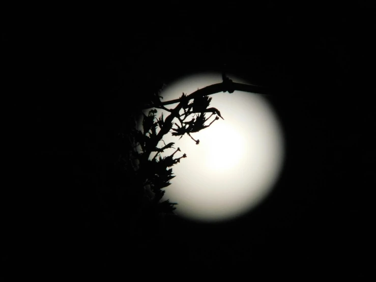 a bird sitting on a branch in front of a full moon, an album cover, pexels, hurufiyya, silhouette :7, shot on a 2 0 0 3 camera, night time footage, harsh bloom lighting