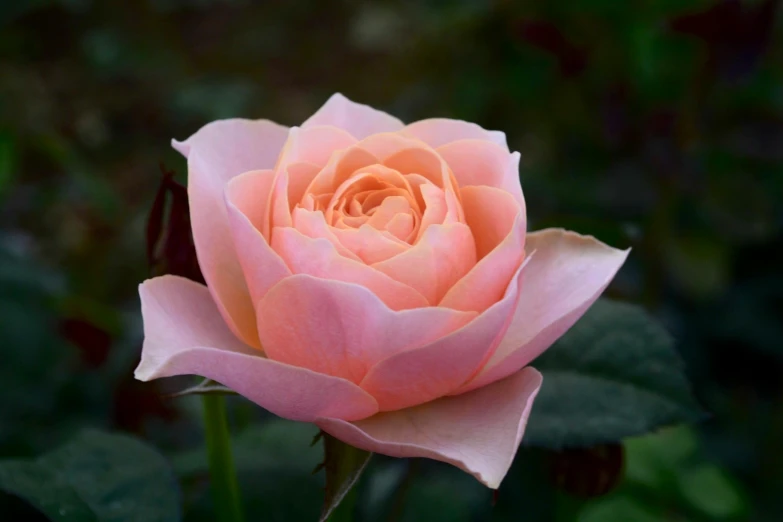 a close up of a pink rose with green leaves, inspired by Barbara Nasmyth, light orange mist, at gentle dawn pink light, an award winning, mint