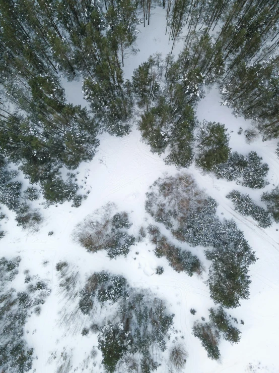 a bird's eye view of a snow covered forest, looking up at camera, grey