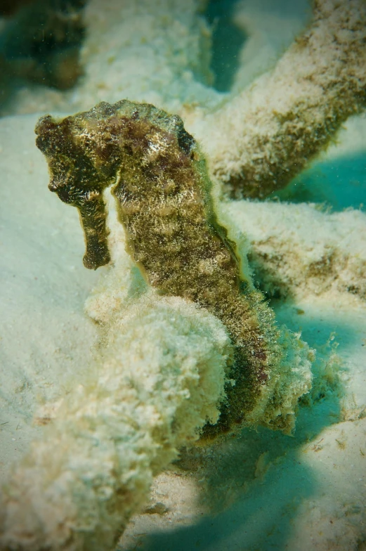 a close up of a sea horse in the water, covered in sand, great barrier reef, mining, seahorses