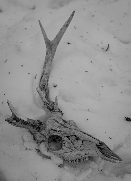 a black and white photo of a deer skull in the snow, inspired by Muirhead Bone, land art, made of wood, buried in sand, photo taken in 2 0 2 0, !!!! very coherent!!!!