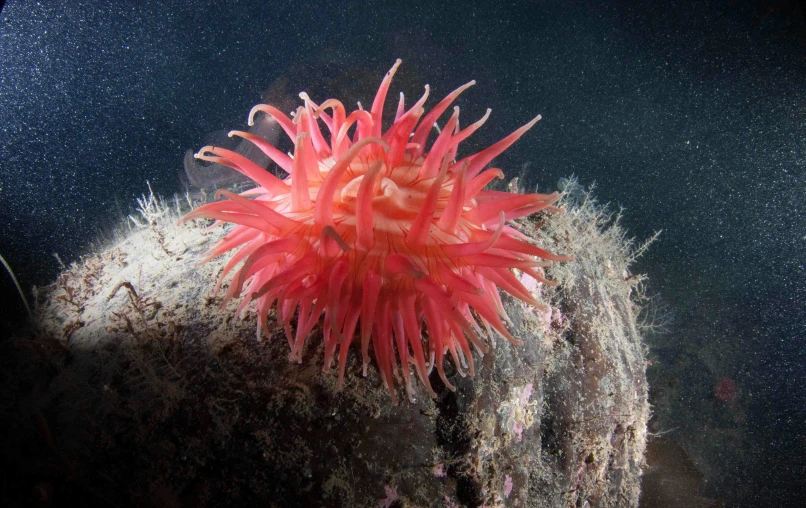 a red sea anemone sitting on top of a rock, wearing pink floral chiton, twirling glowing sea plants, deep colour, courtesy mbari