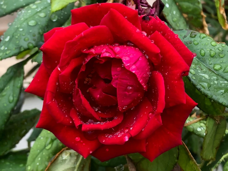 a red rose with water droplets on it, by Tom Wänerstrand, pexels, fan favorite, taken on iphone 1 3 pro, just after rain, tourist photo