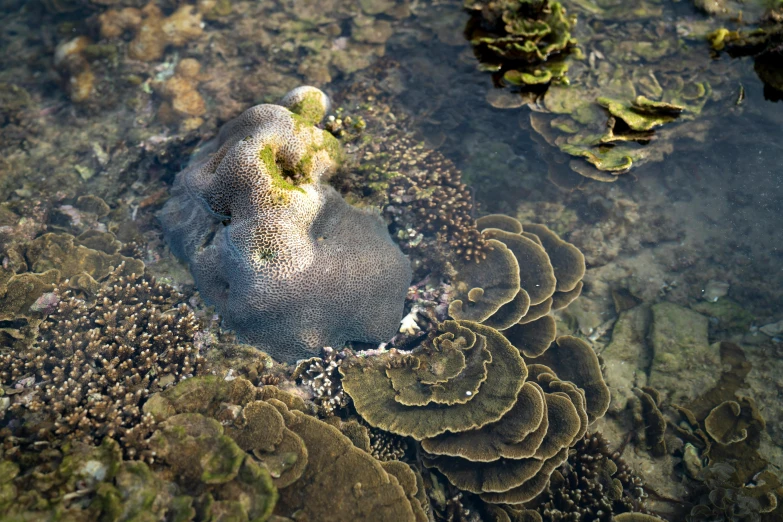 a close up of a rock in a body of water, corals, underwater mushroom forest, victoria siemer, grey
