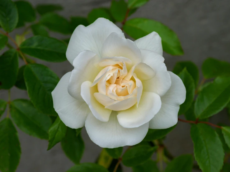 a close up of a white rose with green leaves, inspired by Anne Nasmyth, unsplash, renaissance, albino dwarf, jasmine, listing image, from the front