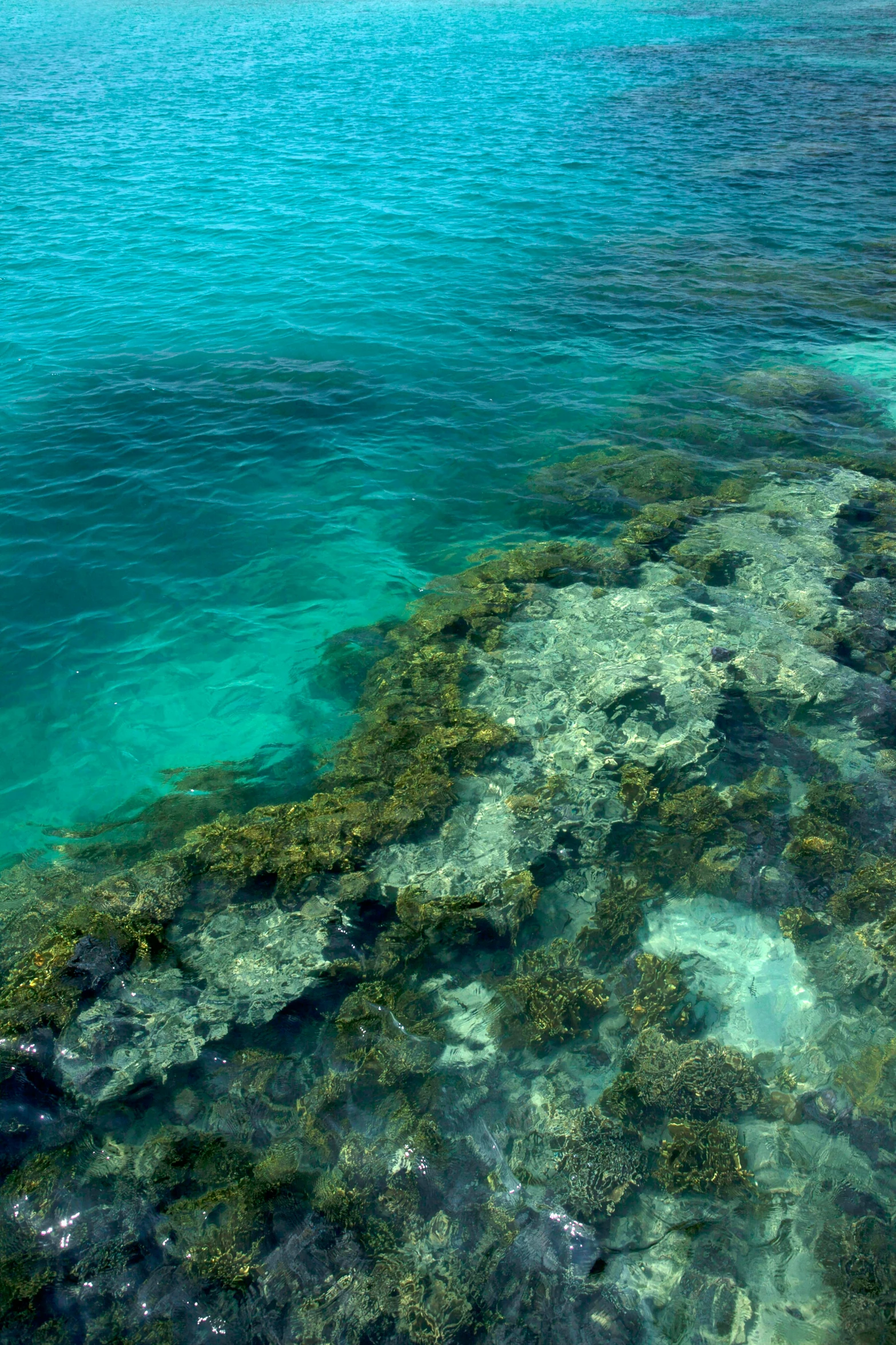 a man standing on top of a rock next to the ocean, delicate coral sea bottom, manly, oysters, viewed from bird's-eye