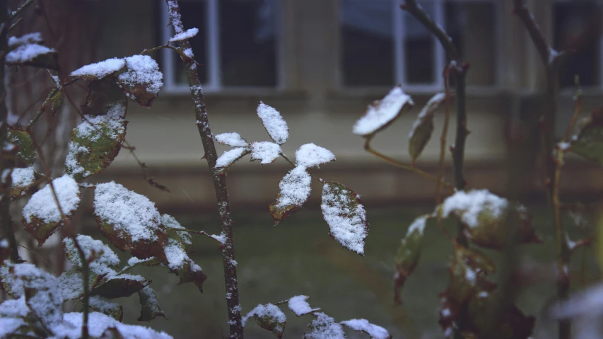 a bush covered in snow next to a building, inspired by Elsa Bleda, unsplash, leaves on branches, desiccated, 2000s photo, (3 are winter
