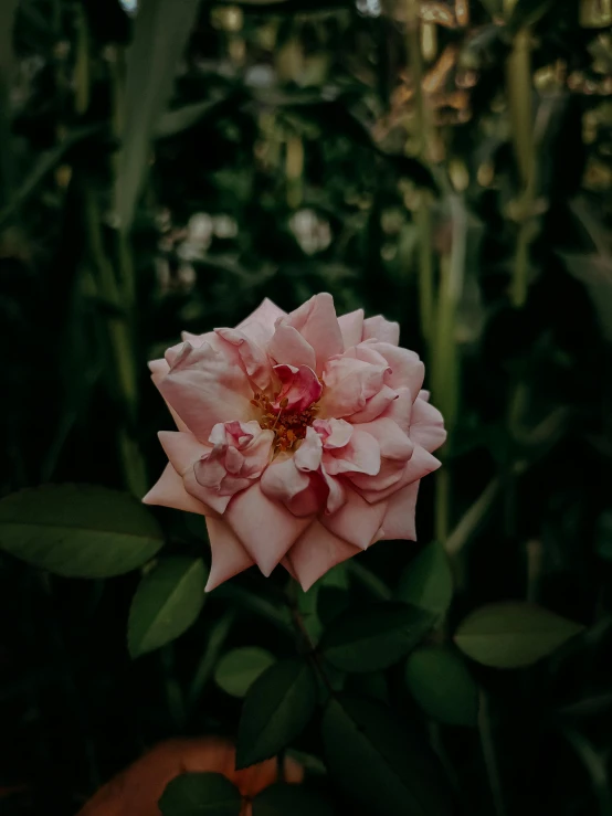 a pink flower sitting on top of a lush green field, unsplash, romanticism, low quality photo, photo of a rose, alessio albi, taken on iphone 14 pro