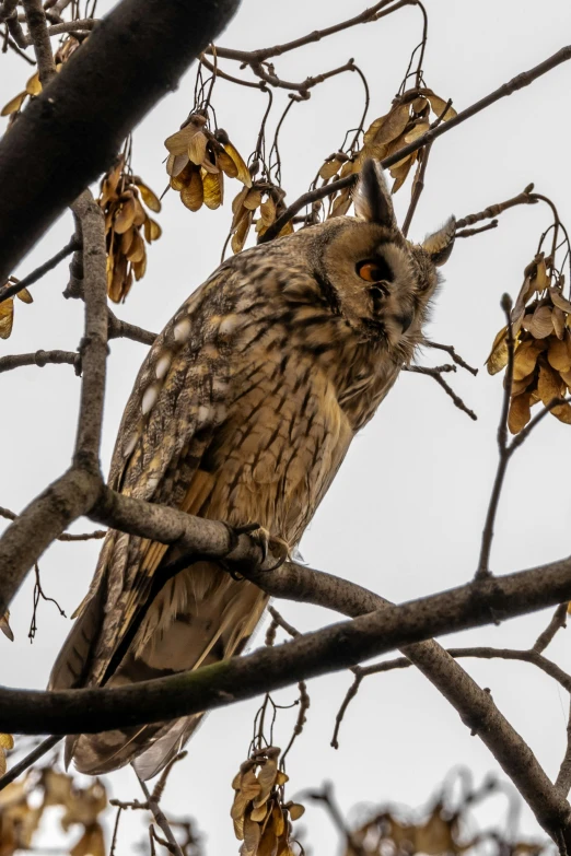 an owl sitting on top of a tree branch, slight overcast, large horned tail, photo taken in 2 0 2 0, high-angle