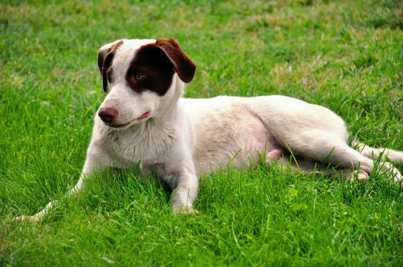a white and brown dog laying on top of a lush green field, white with chocolate brown spots, pale pointed ears, australian, unbeatable quality