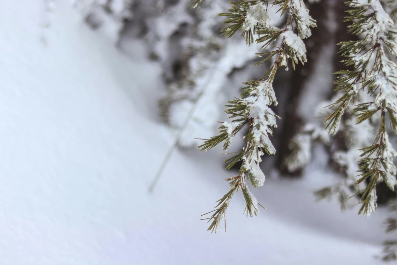 a man riding skis down a snow covered slope, a macro photograph, by Jaakko Mattila, pexels contest winner, hurufiyya, pine tree, grey, low detailed, decoration