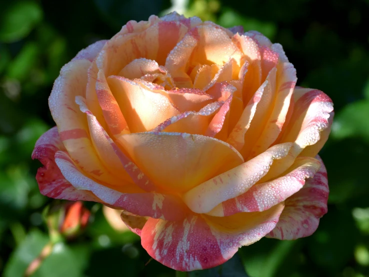 a close up of a pink and yellow rose, by Gwen Barnard, pexels, orange mist, full morning sun, ornamental, pearlescent skin