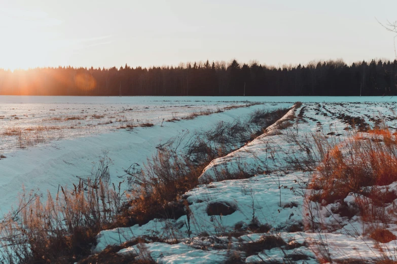 a field covered in snow next to a forest, during a sunset, background image, profile pic