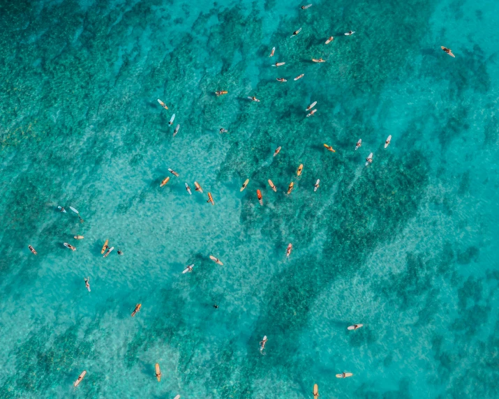 a group of people riding surfboards on top of a body of water, by Seb McKinnon, pexels contest winner, minimalism, coral reefs, below is the crowd, sea of parfait, thumbnail