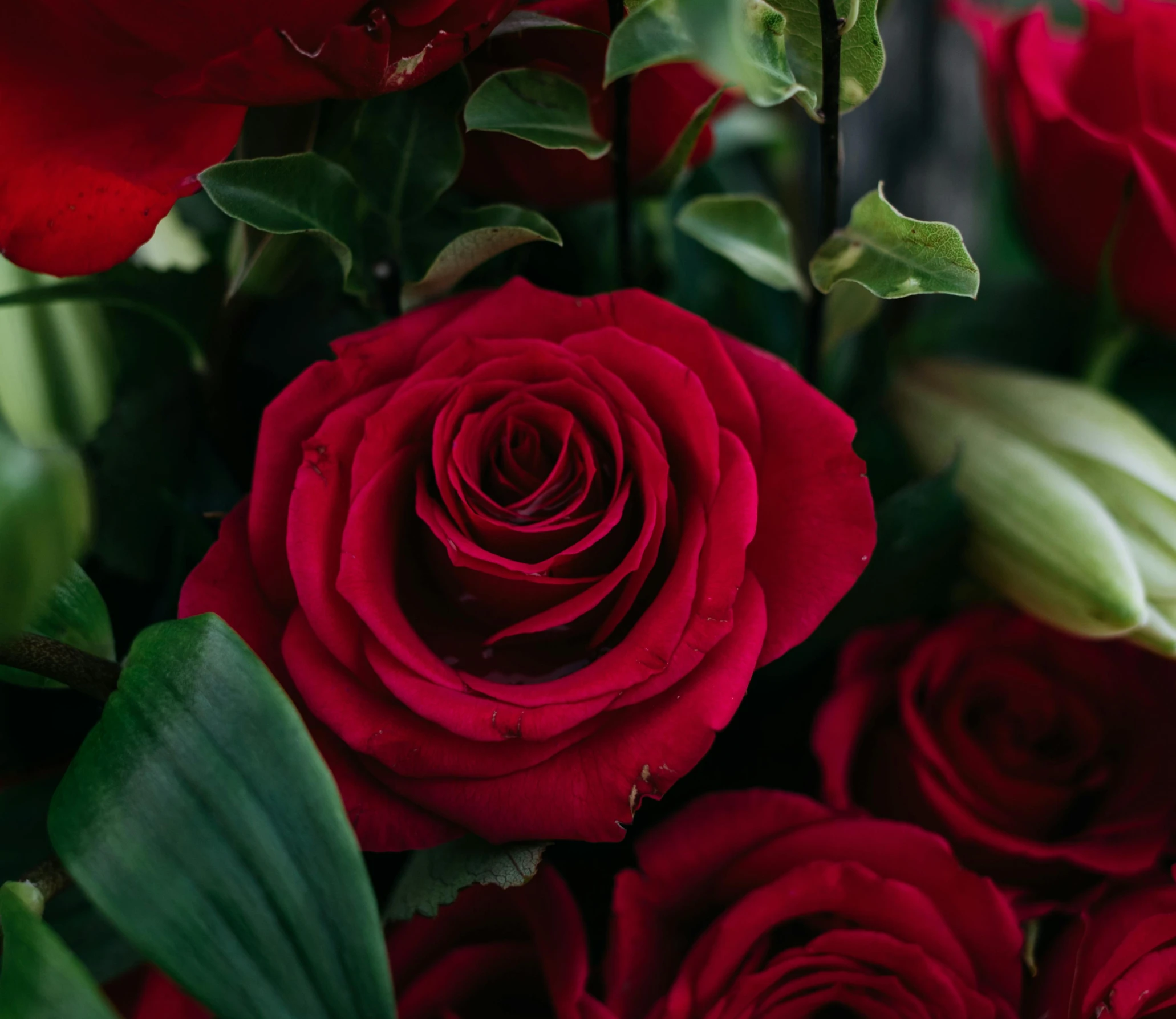 a close up of a bunch of red roses, flowers and foliage, secret romance, award - winning, crisp smooth lines