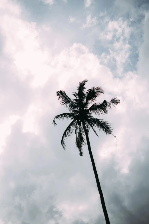 a palm tree is silhouetted against a cloudy sky, trending on unsplash, sri lanka, multiple stories, lo fi, low quality photo